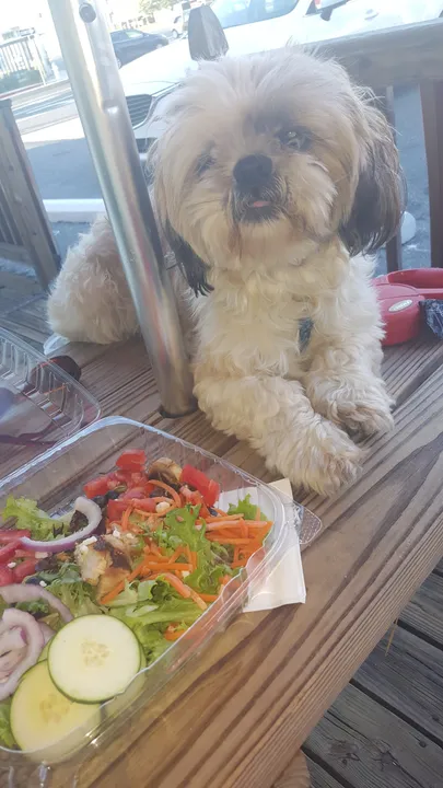 Even the pups love our salads!